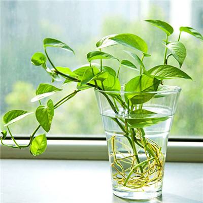 熊猫娱乐app手机app下载